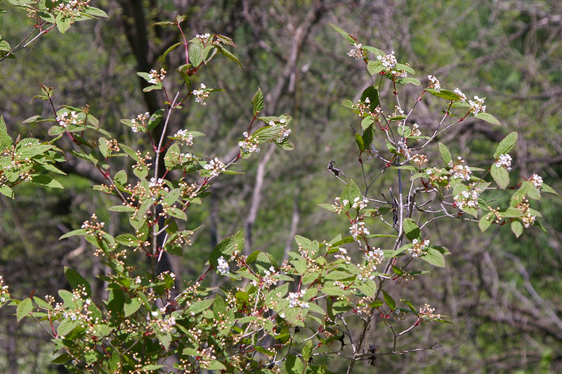 e0136424_1192828.jpg