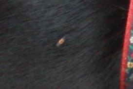 e0162524_12245536.jpg