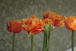 f0170524_1221483.jpg