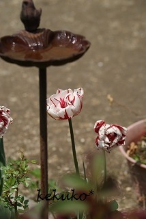 f0170524_1222092.jpg