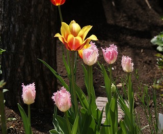 f0170524_12323540.jpg