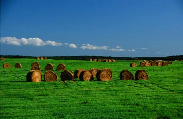 f0053130_22465016.jpg