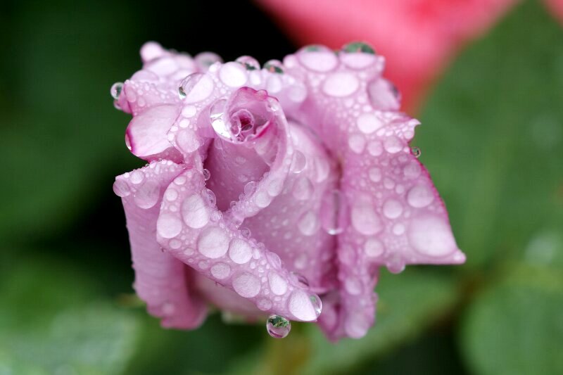 雨の日なればこそ 水滴を受けたバラの花 さんじゃらっと blog 雨の日なればこそ 水滴を受けたバラの花 さんじゃらっと blog