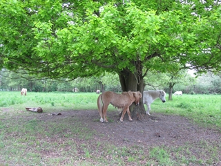 f0224632_160212.jpg