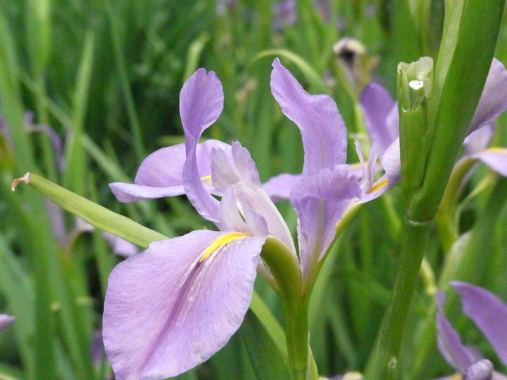c0073536_1328499.jpg