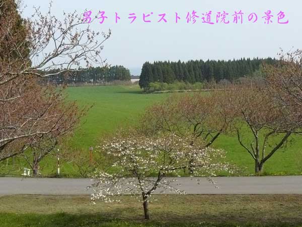 　　　　五稜郭公園の桜_f0154940_8213385.jpg