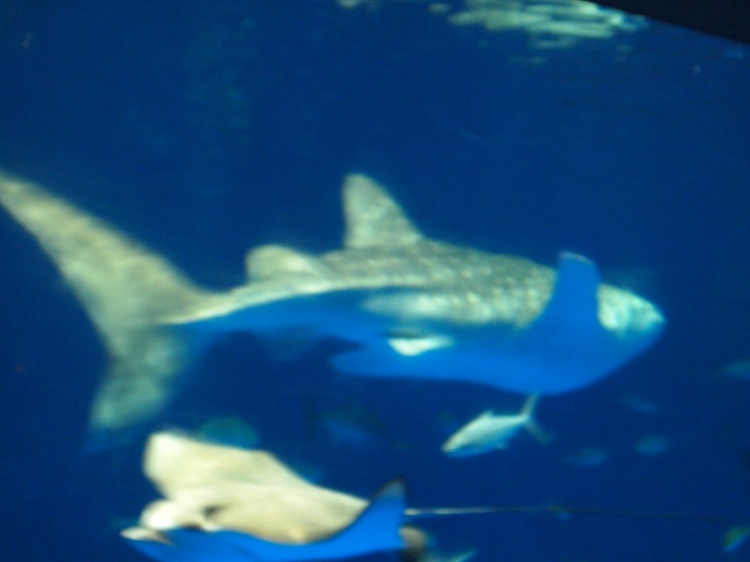 a0146442_1912058.jpg