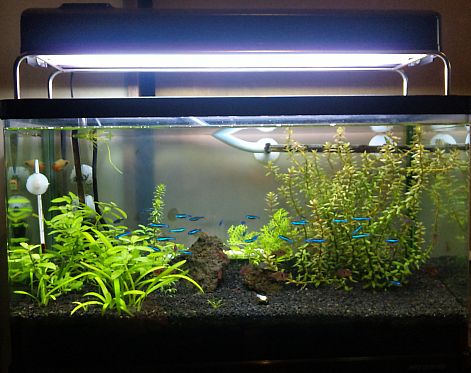 Co2を使うことに 溶岩砂で水草水槽 Co2を使うことに 溶岩砂で水草水槽