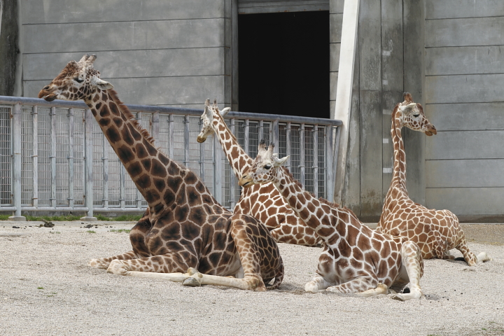 寝姿四態　【東山動物園】_d0108063_21542858.jpg