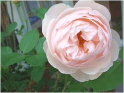 f0016868_18111749.gif