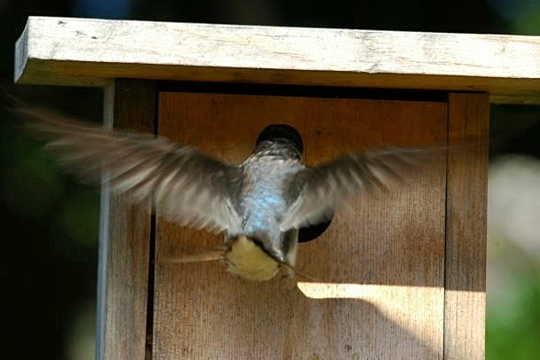 Western Bluebird_a0126969_5301549.jpg