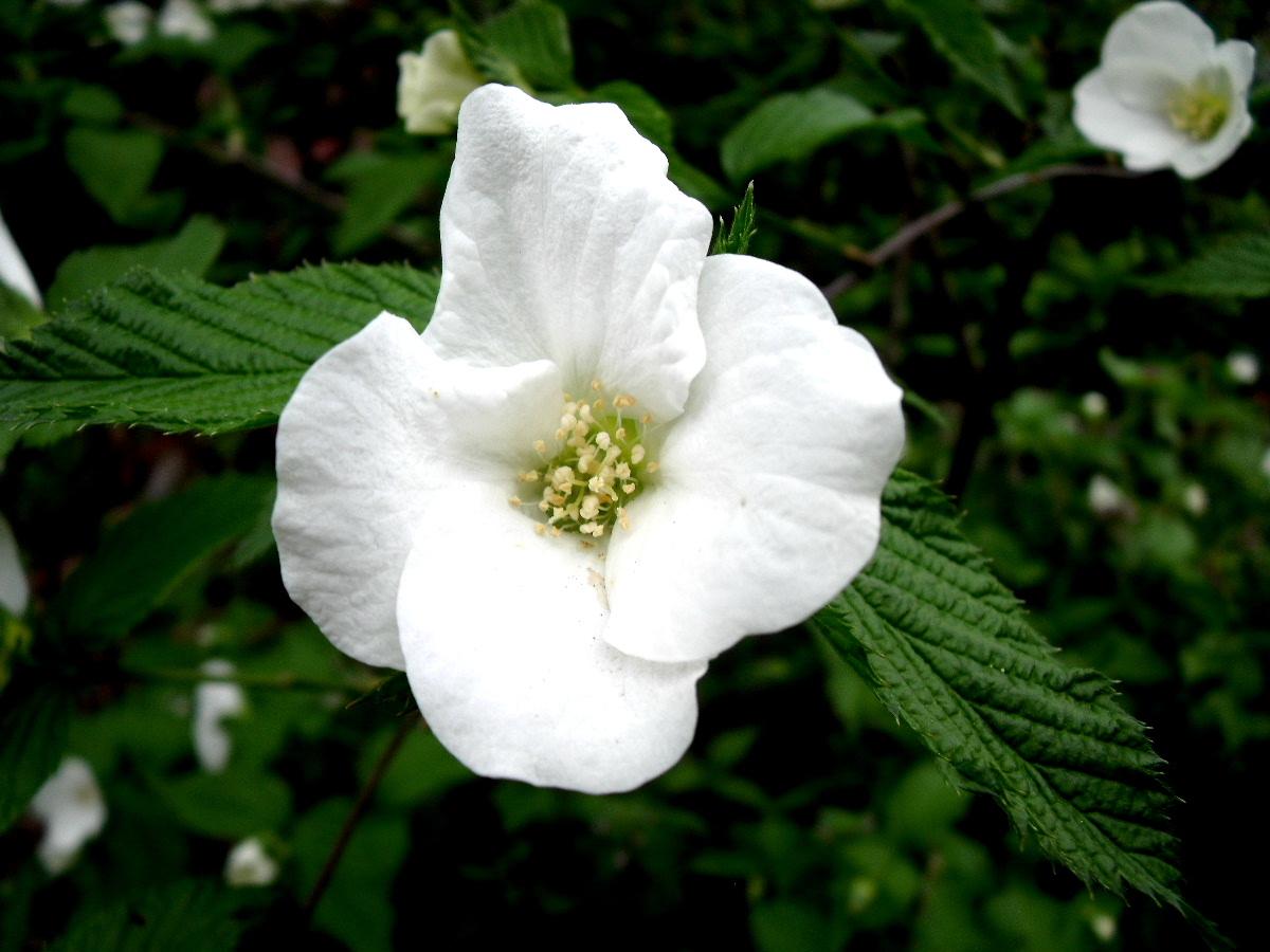b0067569_7254131.jpg
