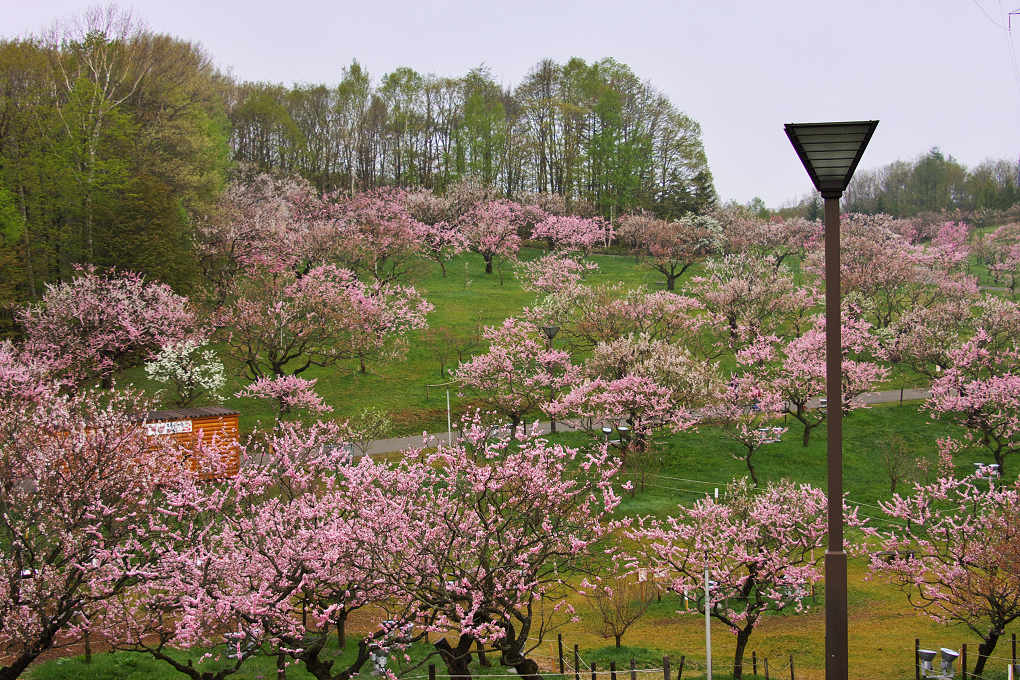 平岡梅林公園 北の風景 平岡梅林公園 北の風景