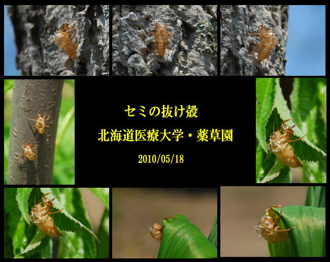 【　北海道医療大学・薬草園　】_c0094572_1416414.jpg