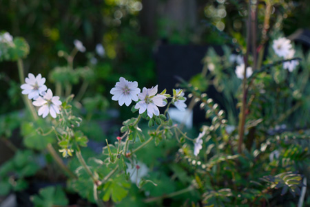 仮植えの宿根草_e0172372_212204.jpg