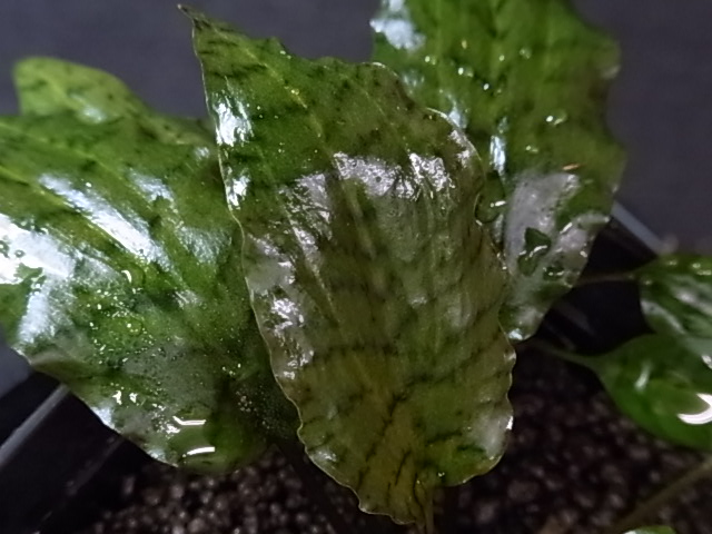 a0067578_22313531.jpg