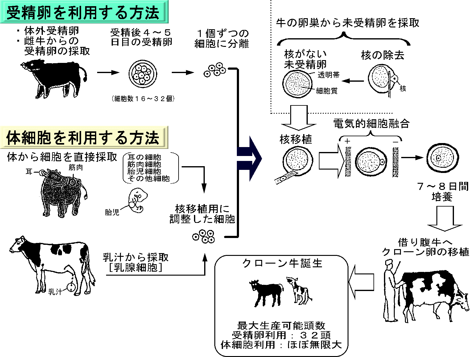 日本ではクローン家畜の とみ新蔵 ブログ