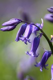 ブルーベルの森_a0107981_4185450.jpg