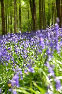 ブルーベルの森_a0107981_4192077.jpg