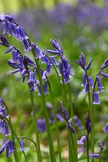 ブルーベルの森_a0107981_419725.jpg