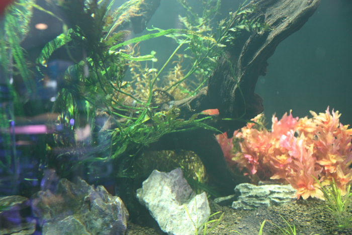 水草レイアウト_e0173381_17461458.jpg