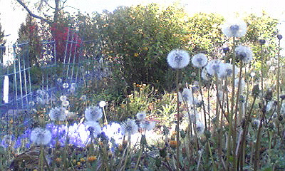 b0003483_881653.jpg