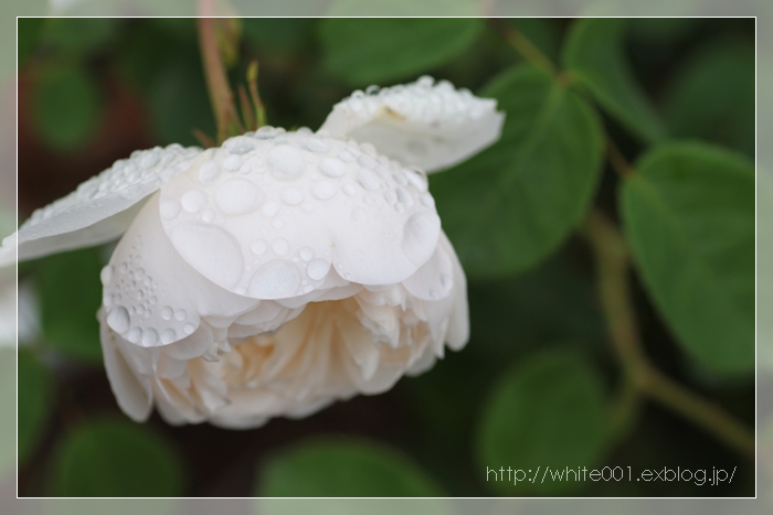 雨上がりの薔薇　　　最終章_e0027083_15284346.jpg