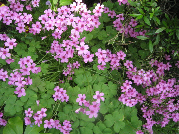 c0132387_1820052.jpg
