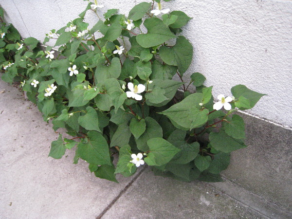 c0132387_18224827.jpg