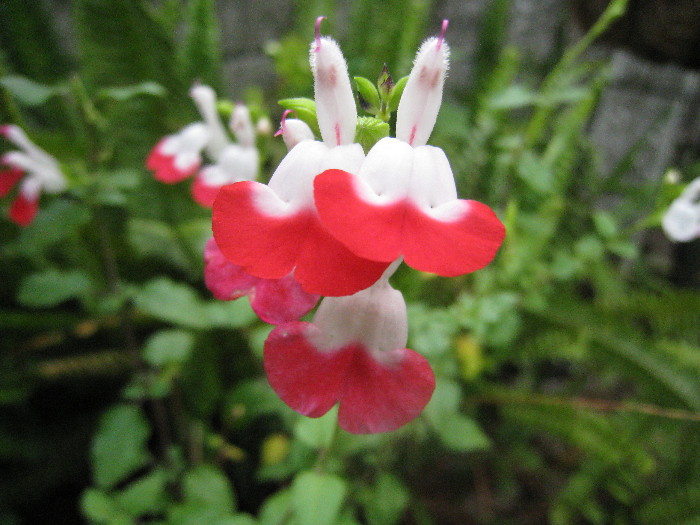 c0132387_1825252.jpg