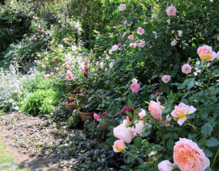 d0099791_11542061.jpg