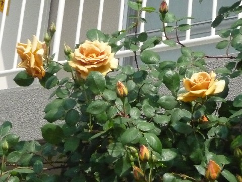 c0108693_21402045.jpg