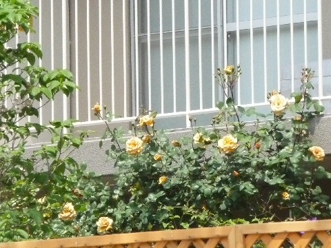 c0108693_21412848.jpg
