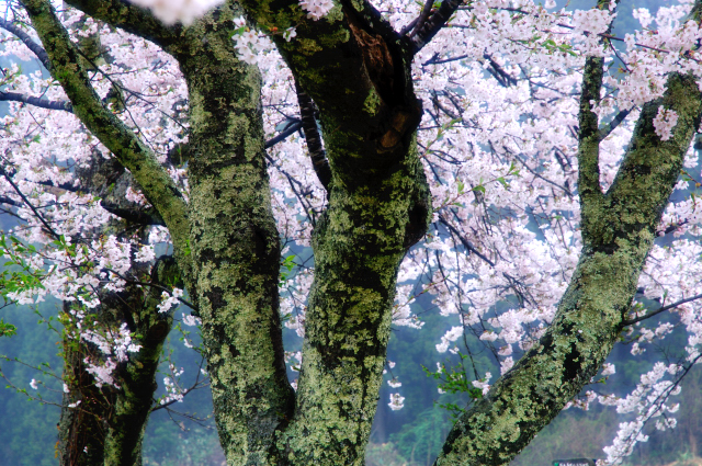 昨日の桜の足元_c0134295_23301377.jpg