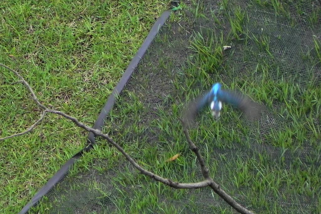 b0024798_9504130.jpg