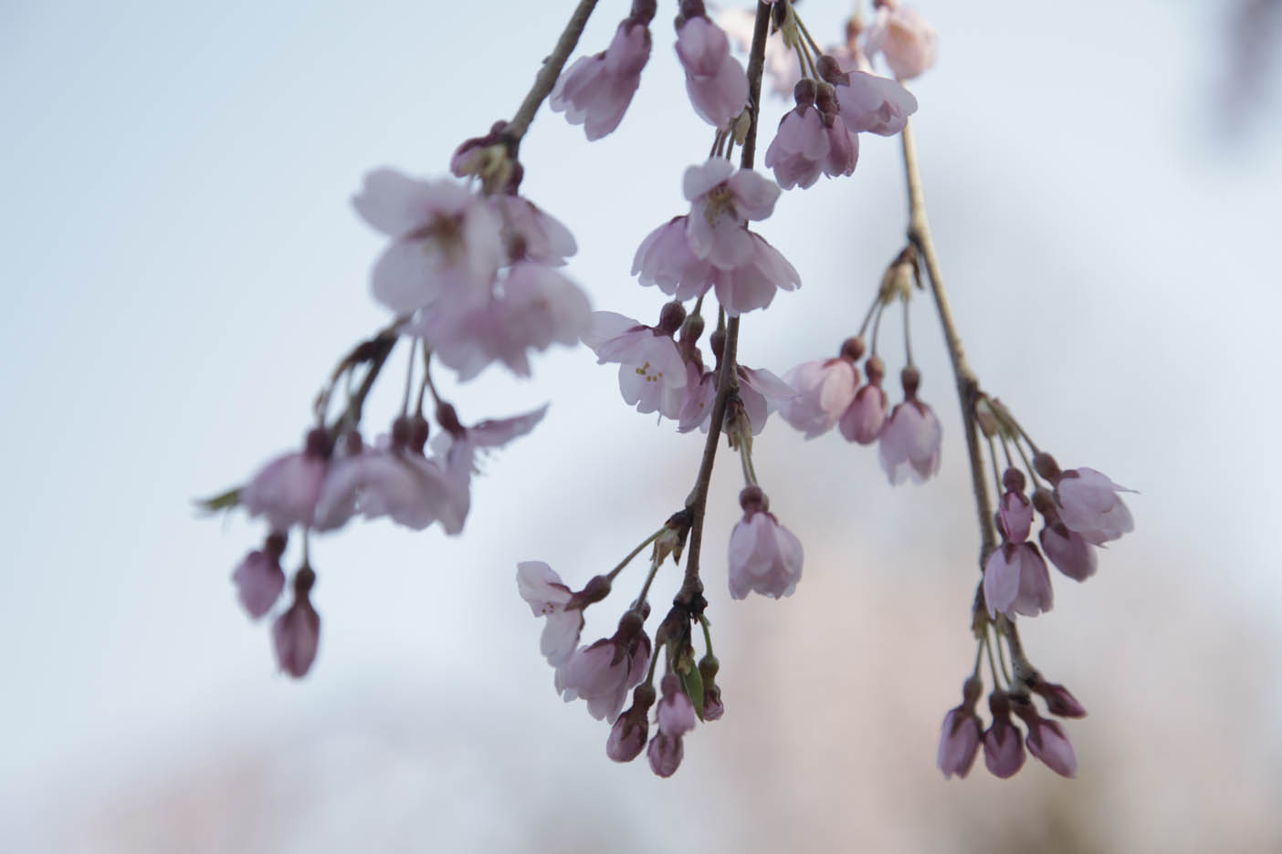 桜　ハイキー_b0137402_4252141.jpg