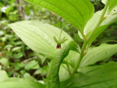 \'10-5：雲仙（ﾐﾔﾏｷﾘｼﾏ）_f0187402_17203348.jpg