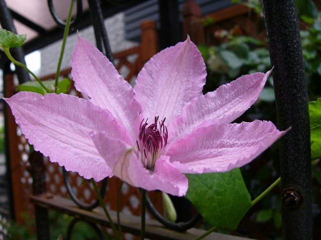 a0123003_21253550.jpg
