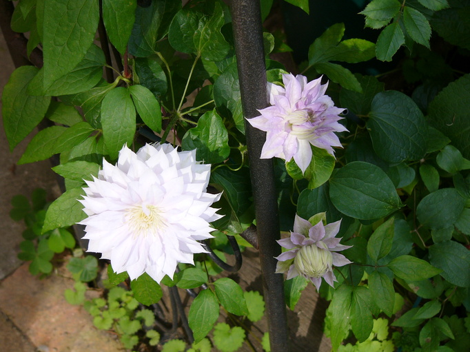 a0123003_212627.jpg