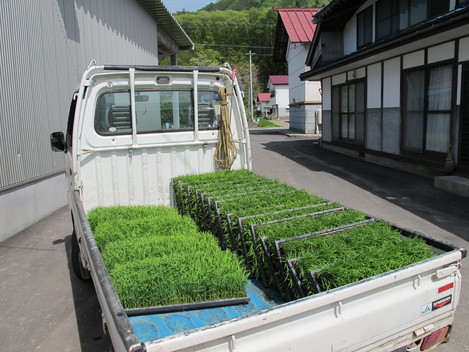 The 田植え日記!?_b0152504_2232612.jpg