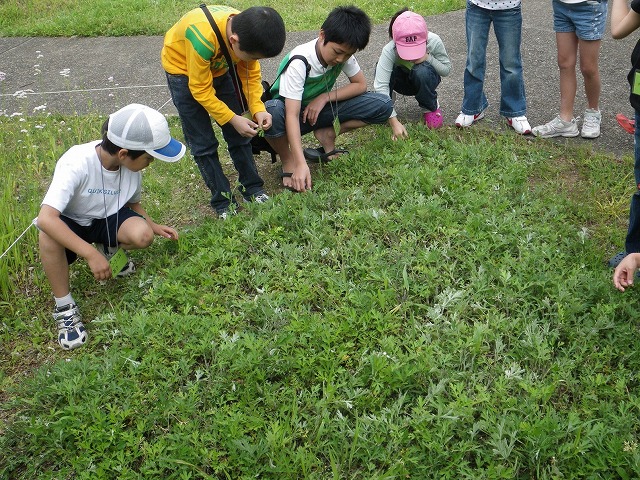 すみればの野草探し_b0049307_102156100.jpg