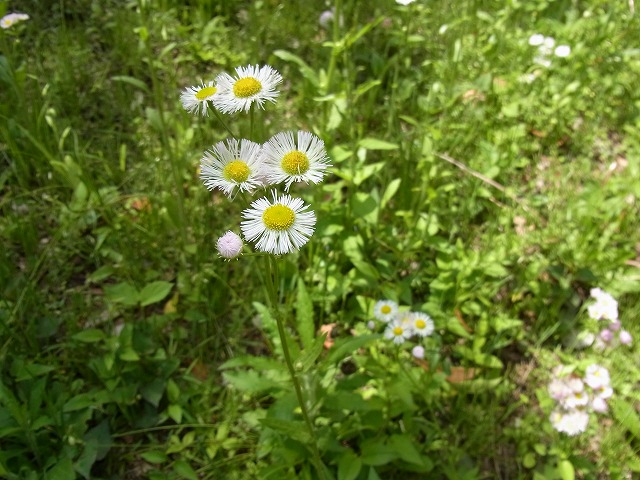 すみればの野草探し_b0049307_10321295.jpg