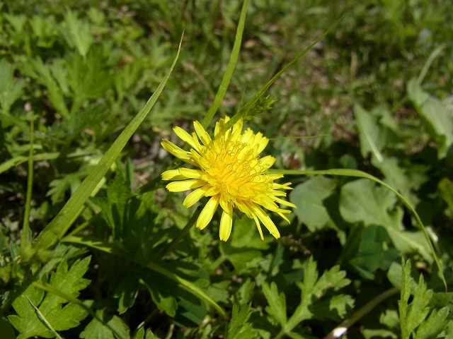 すみればの野草探し_b0049307_10323945.jpg