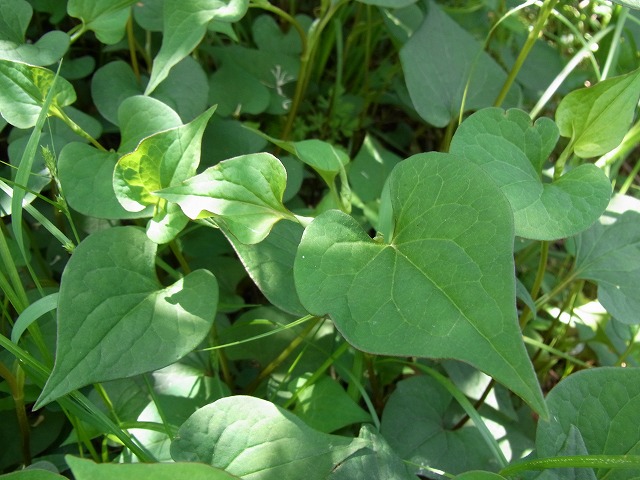すみればの野草探し_b0049307_10325236.jpg