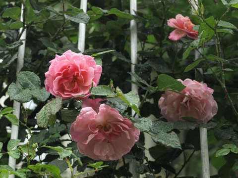 b0026408_2404233.jpg