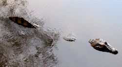 b0051109_4211624.jpg