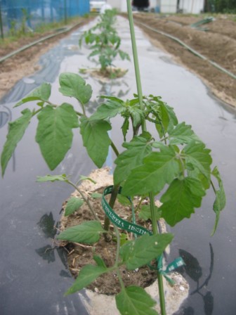「夏野菜 定植1」_a0120513_19584451.jpg