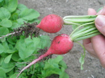 c0185115_1434222.jpg
