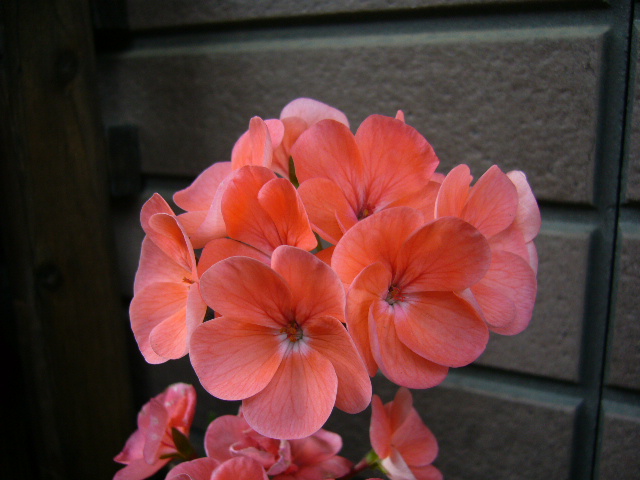 d0000324_17203832.jpg