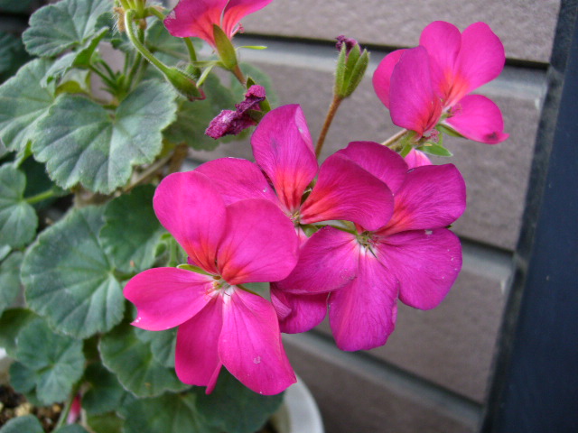 d0000324_17205450.jpg